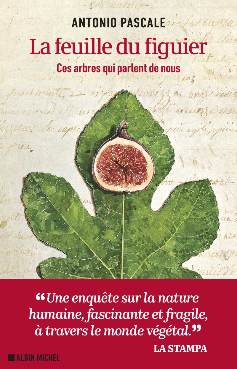 La feuille du figuier : ces arbres qui parlent de nous