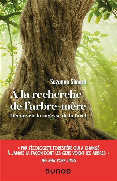 À la recherche de l’arbre-mère : découvrir la sagesse de la forêt